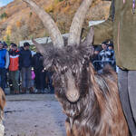 Immagine: Capre 19.11.23_090