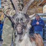 Immagine: Capre 19.11.23_091