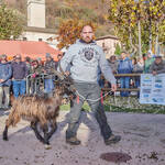 Immagine: Capre 19.11.23_102