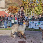 Immagine: Capre 19.11.23_103