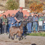 Immagine: Capre 19.11.23_108