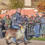 Immagine: Capre 19.11.23_109