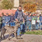 Immagine: Capre 19.11.23_110