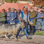 Immagine: Capre 19.11.23_111