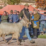 Immagine: Capre 19.11.23_112