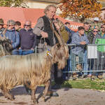 Immagine: Capre 19.11.23_113