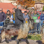 Immagine: Capre 19.11.23_114