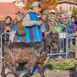 Immagine: Capre 19.11.23_115