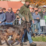 Immagine: Capre 19.11.23_116