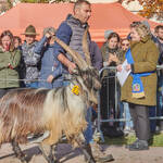 Immagine: Capre 19.11.23_117