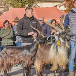 Immagine: Capre 19.11.23_118