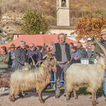 Immagine: Capre 19.11.23_119