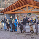 Immagine: Capre 19.11.23_121