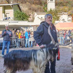 Immagine: Capre 19.11.23_122