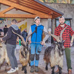 Immagine: Capre 19.11.23_139