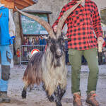 Immagine: Capre 19.11.23_142