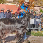 Immagine: Capre 19.11.23_155