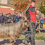 Immagine: Capre 19.11.23_156