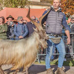 Immagine: Capre 19.11.23_157