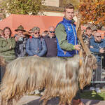 Immagine: Capre 19.11.23_158