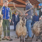 Immagine: Capre 19.11.23_160 (1)