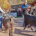 Immagine: Capre 19.11.23_161