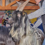 Immagine: Capre 19.11.23_162