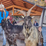 Immagine: Capre 19.11.23_163 (1)