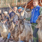 Immagine: Capre 19.11.23_164