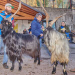 Immagine: Capre 19.11.23_165