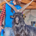 Immagine: Capre 19.11.23_166