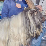 Immagine: Capre 19.11.23_167