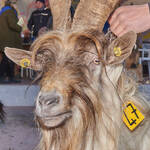 Immagine: Capre 19.11.23_182 (1)