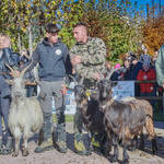 Immagine: Capre 19.11.23_193 (1)