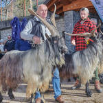 Immagine: Capre 19.11.23_208 (1)