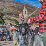 Immagine: Capre 19.11.23_215