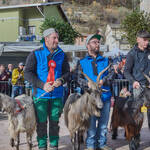 Immagine: Capre 19.11.23_223