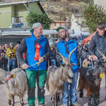 Immagine: Capre 19.11.23_224