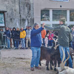 Immagine: Capre 19.11.23_236