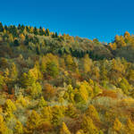 Immagine: Capre 19.11.23_336