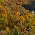 Immagine: Capre 19.11.23_337