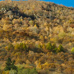 Immagine: Capre 19.11.23_340