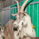 Immagine: Casargo Capre.23_066