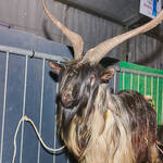 Immagine: Casargo Capre.23_068