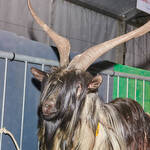 Immagine: Casargo Capre.23_069