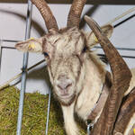 Immagine: Casargo Capre.23_070