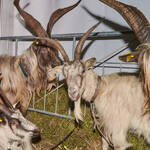 Immagine: Casargo Capre.23_072