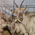 Immagine: Casargo Capre.23_073