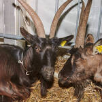 Immagine: Casargo Capre.23_075